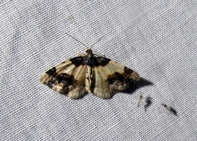 Ligdia adustata - barna levélaraszoló
