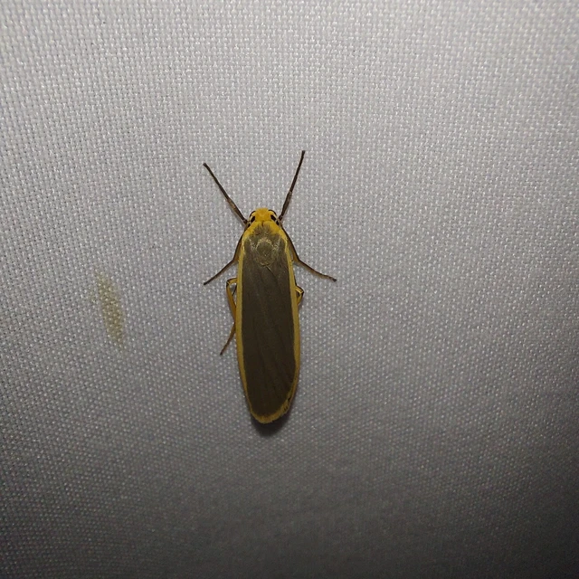 Eilema lurideola - fakó zuzmószövő