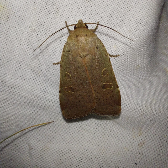 Noctua comes - kis sárgafűbagoly