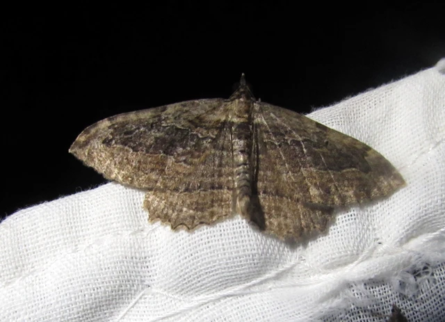 Philereme transversata - varjútövis-araszoló