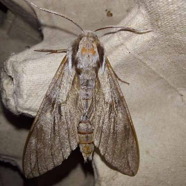 Hyloicus pinastri - fenyőszender