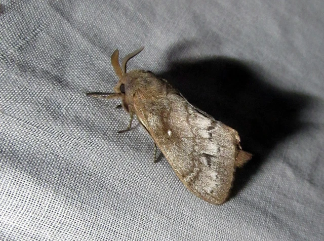 Dendrolimus pini - fenyőpohók