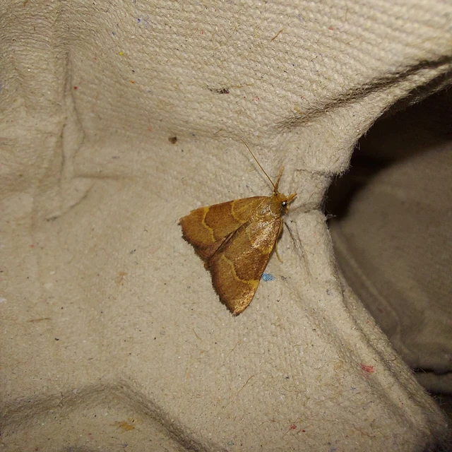 Hypsopygia rubidalis - vörös fényilonca