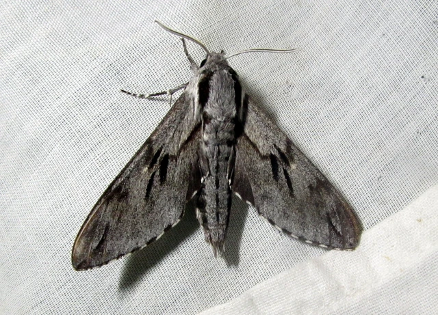 Hyloicus pinastri - fenyőszender