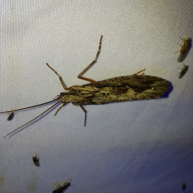 Trichoptera - Tegzesek