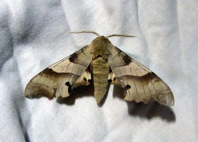 Marumba quercus - tölgyfaszender