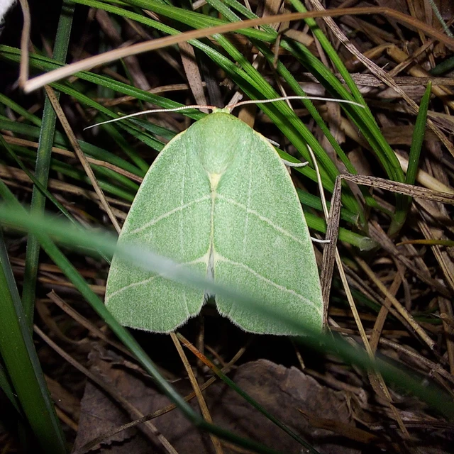 Bena bicolorana - tölgyfa-zöldbagoly