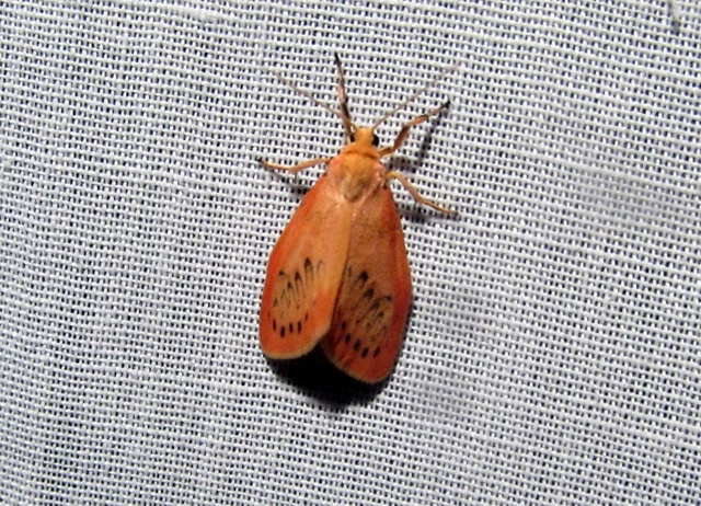 Miltochrista miniata - piros medvelepke