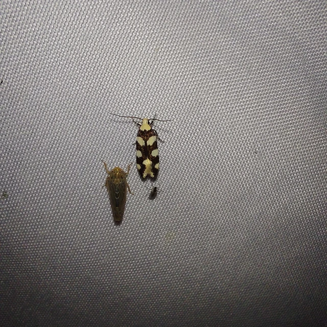 Pseudotelphusa tessella - sóskafamoly