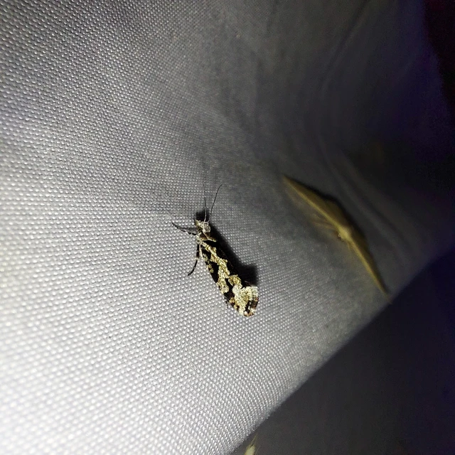 Ypsolopha sequella - ligeti tarkamoly