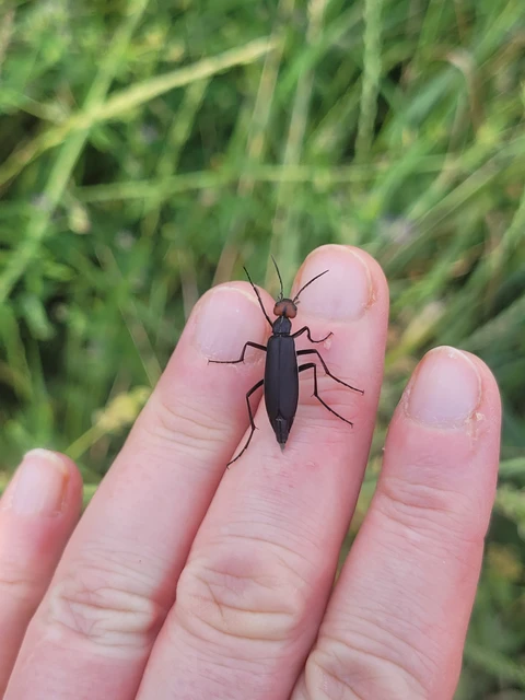 Epicauta rufidorsum - hollóbogár