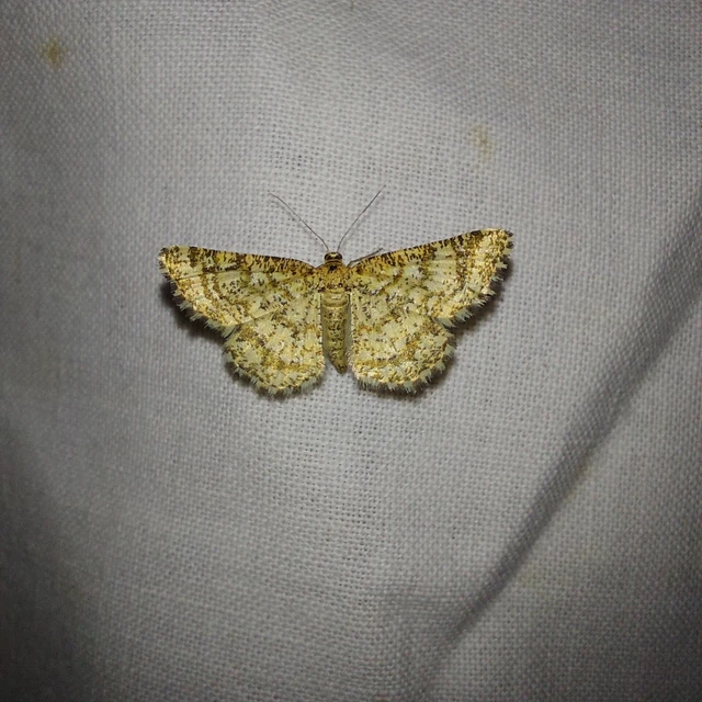 Heliomata glarearia - bőrszínű araszoló