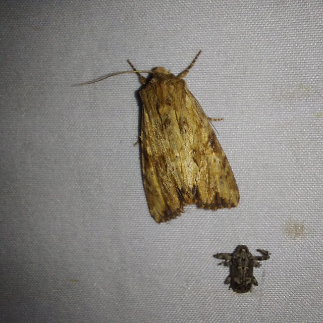 Apamea sublustris - sárgás dudvabagoly