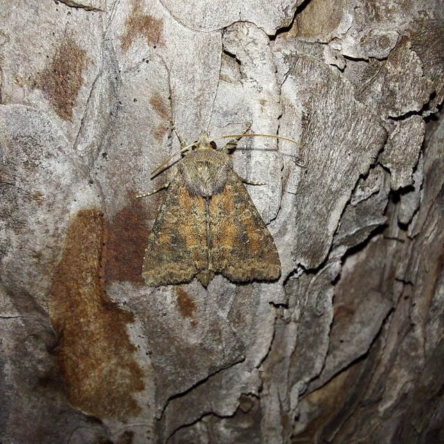 Parastichtis suspecta - sötét erdeibagoly
