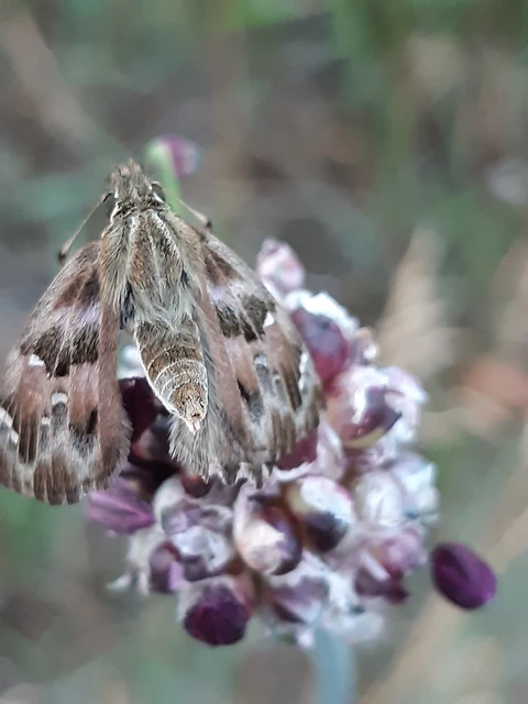 Carcharodus alceae - mályva-busalepke