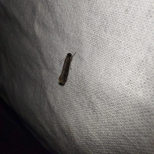 Elatobia fuliginosella - fenyves korhadékmoly