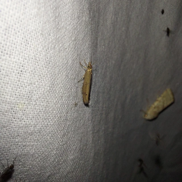 Ypsolopha ustella - csíkos tarkamoly