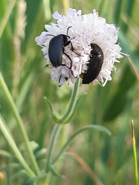 Podonta nigrita - szerecsenbogár