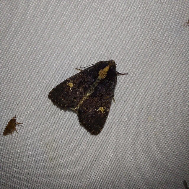 Mesapamea secalella/secalis