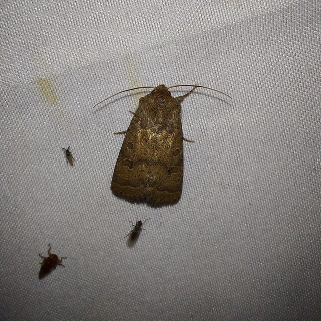 Hoplodrina octogenaria - barna selymesbagoly