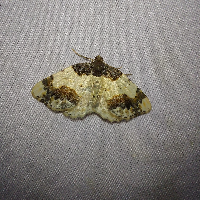 Ligdia adustata - barna levélaraszoló