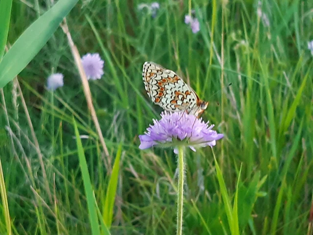 Melitaea phoebe - nagy tarkalepke