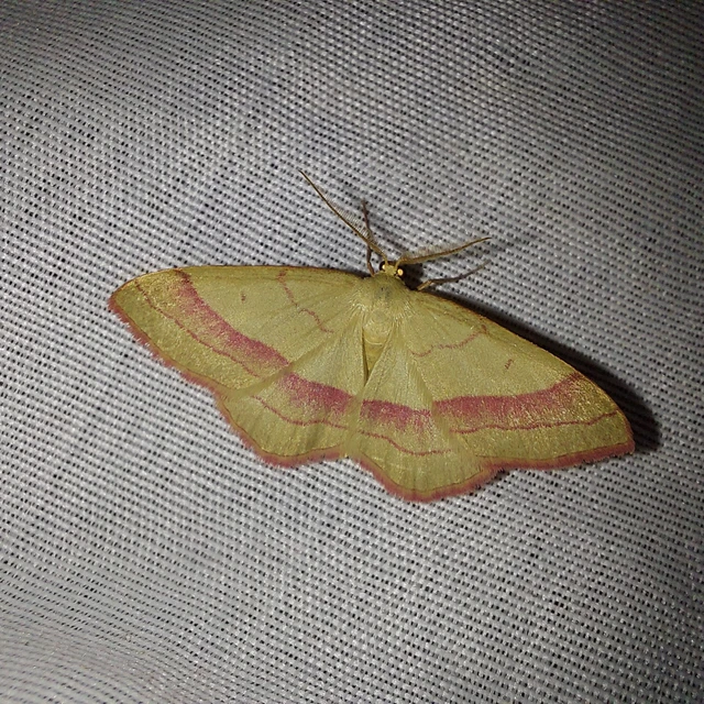 Rhodostrophia vibicaria - pirosszélű araszoló