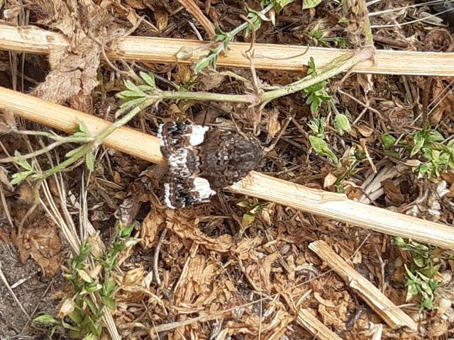 Tyta luctuosa - fekete nappalibagoly