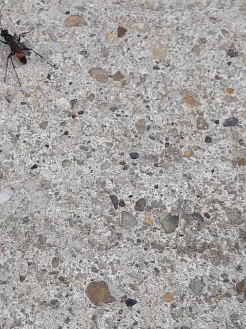 Pompilidae - útonállódarazsak Pompilidae - útonállódarazsak