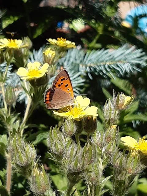 Lycaena phlaeas - közönséges tűzlepke Lycaena phlaeas - közönséges tűzlepke