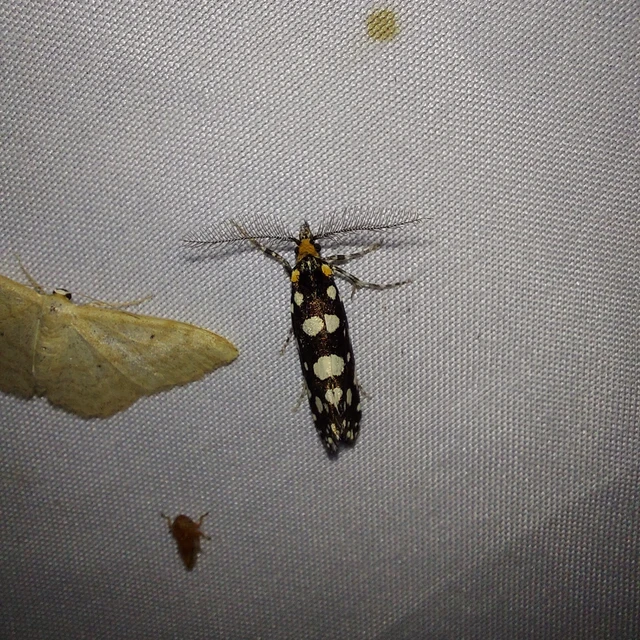 Euplocamus anthracinalis - fésűscsápú korhadékmoly