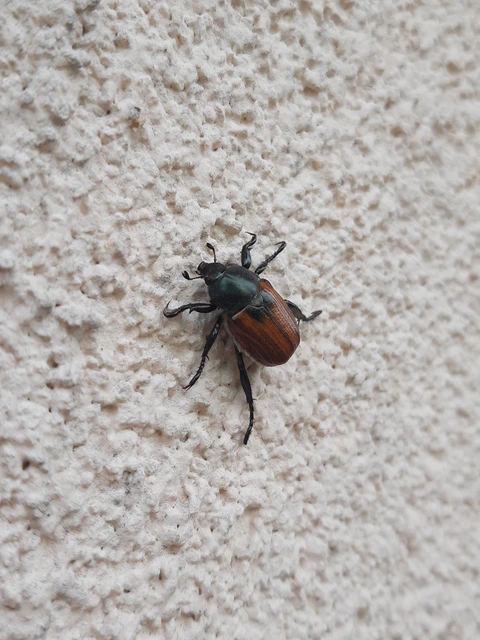 Anisoplia austriaca - osztrák szipoly