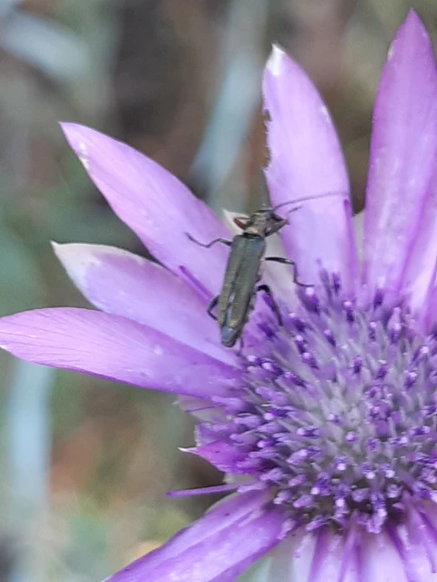 Oedemera flavipes - sárgalábú álcincér Oedemera flavipes - sárgalábú álcincér