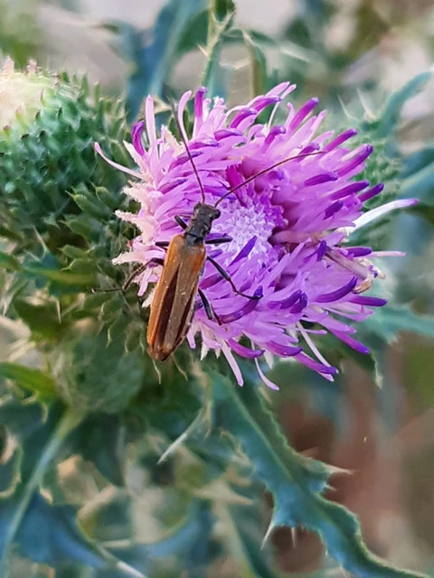 Oedemera femorata - sárgahátú álcincér