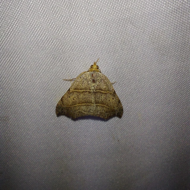 Laspeyria flexula - zuzmóbagoly