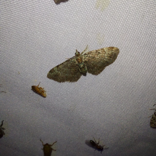 Pasiphila rectangulata - almavirág-araszoló