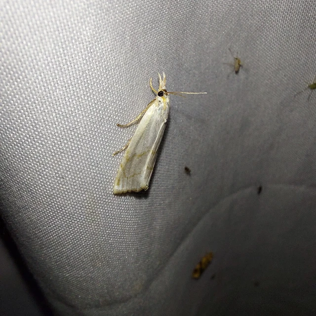 Calamotropha aureliellus - aranyszínű nádlevélmoly