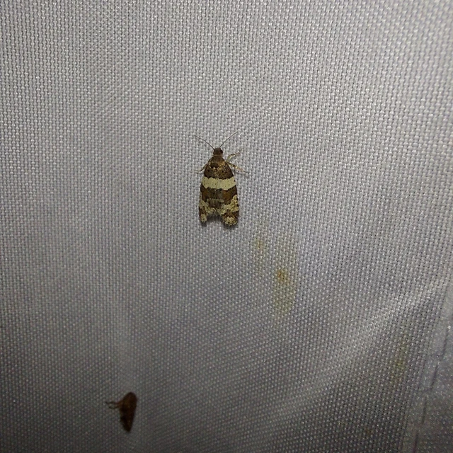 Isotrias hybridana - cifra sodrómoly