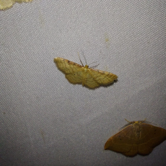 Idaea humiliata - vörösszélű apróaraszoló