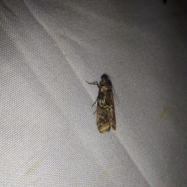Phycita meliella - görög karcsúmoly