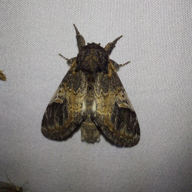 Notodonta tritophus - tarajos púposszövő