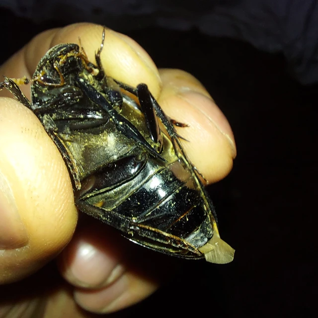 Hydrophilus aterrimus - fekete óriáscsibor