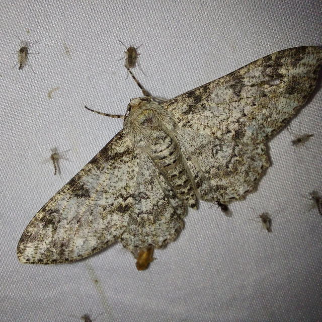 Ascotis selenaria - holdas faaraszoló