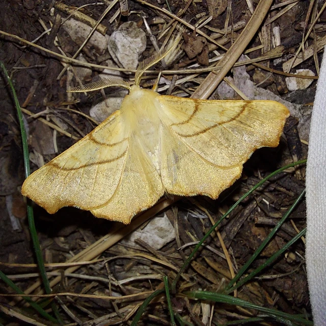Ennomos fuscantaria - kőris-levélaraszoló