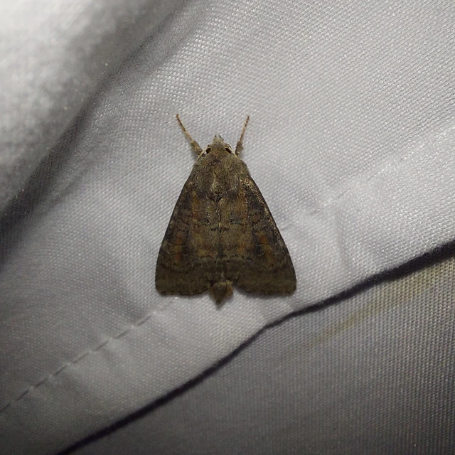 Parastichtis suspecta - sötét erdeibagoly