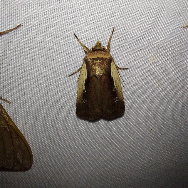 Ochropleura plecta - fehérszegélyű fűbagoly
