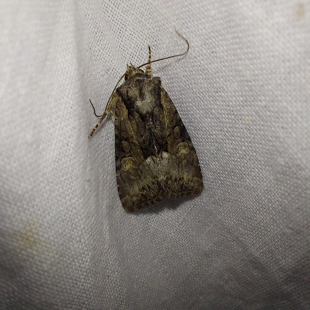 Pabulatrix pabulatricula - tölgyes-dudvabagoly
