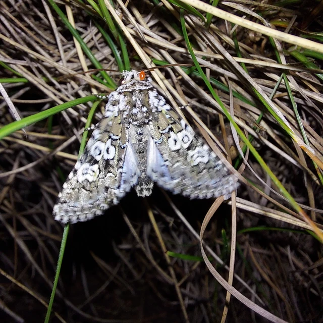 Lamprosticta culta - hármasfoltú bagoly