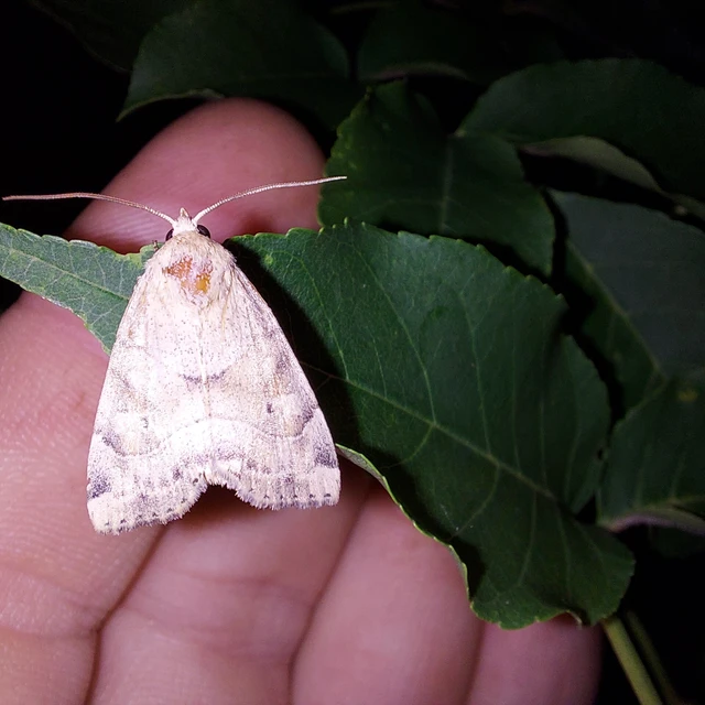 Cosmia trapezina - közönséges lombbagoly