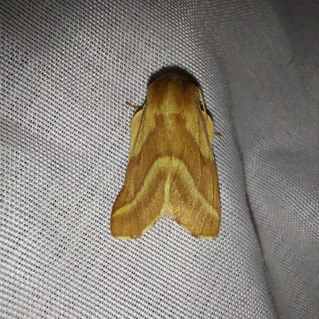 Malacosoma castrensis - kutyatejszövő